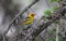 Male Western Tanager