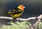 Male Western Tanager with Dark Background