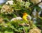 Male Western Tanager at rest