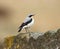 Male wheatear against brown background