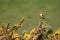 Male wheatear, oenanthe oenanthe, perched common gorse, ulex europaeus, yellow flowers, Freshwater, Isle of Wight, Hampshire