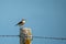 Male wheatear, oenanthe oenanthe, perched on a fence post, Freshwater, Isle of Wight, UK