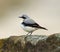 Male wheatear perching on rock