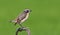 Male Whinchat posing at tiny stem on green background