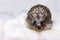 Male white-breasted hedgehog on a light background