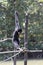 Male White-cheeked gibbon