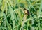 Male White-collared Seedeater