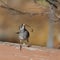 Male White-crowned Sparrow