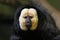 Male White-faced Saki