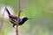 male of the White-fringed Antwren (Formicivora grisea) perched on a branch