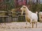 Male white goat with a beard, white milk goat a popular dutch hybrid breed, Farm animals