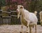 Male white goat, White milk goat a popular dutch hybrid breed, Buck with a long beard, Farm animals