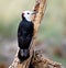 Male White-headed Woodpecker