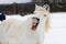 Male white horse yawns and looks like he`s laughing