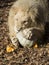 A male white lion and a halloween pumpkin