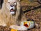 A male white lion and a halloween pumpkin