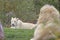 Male white lion nuzzling lioness