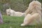 Male white lion nuzzling lioness