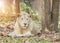 Male white lion relaxation under tree shade