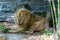 Male white lion snarling with aggressive gesture