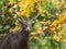 Male white-lipped deer portrait