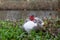 Male white Muscovy duck sleeping, Cairina moschata