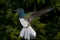 Male White-Necked Jacobin Hummingbird