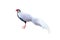 Male white pheasant