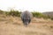 Male White Rhino grazing straight on