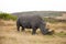 Male White Rhino with long horn grazing