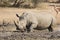 Male White Rhino in mud wallow, South Africa