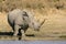 Male White Rhino at a waterhole in the Kruger park South Africa