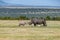 Male White rhino and a young calf