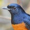 Male White-rumped Shama