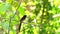 Male White-rumped Shama singing on a tree in the forest