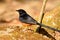 Male White rumped Sharma (Copsychus malabaricus)