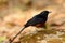 Male White rumped Sharma (Copsychus malabaricus)