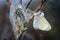 Male White Satin Moth Freshly Emerged form its Pupal case, left