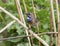 Male white starry Bluethroat sits on a branch cane.