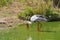 Male of white stork looking for food in the water