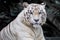 Male white tiger