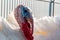 A male white turkey looks into the camera. Breeding turkeys on a farm