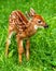 Male whitetail deer fawn in grass