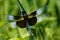 Male Widow Skimmer on a Blade of Grass