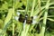 Male Widow Skimmer Dragonfly on Blade of Green Grass