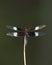 Male widow skimmer dragonfly Libellula luctuosa