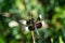 Male Widow Skimmer dragonfly resting