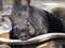 A Male Wild Boar Relaxing in the Pool