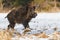 Male wild boar in the snow