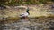 Male wild duck - mallard anas platyrhynchos